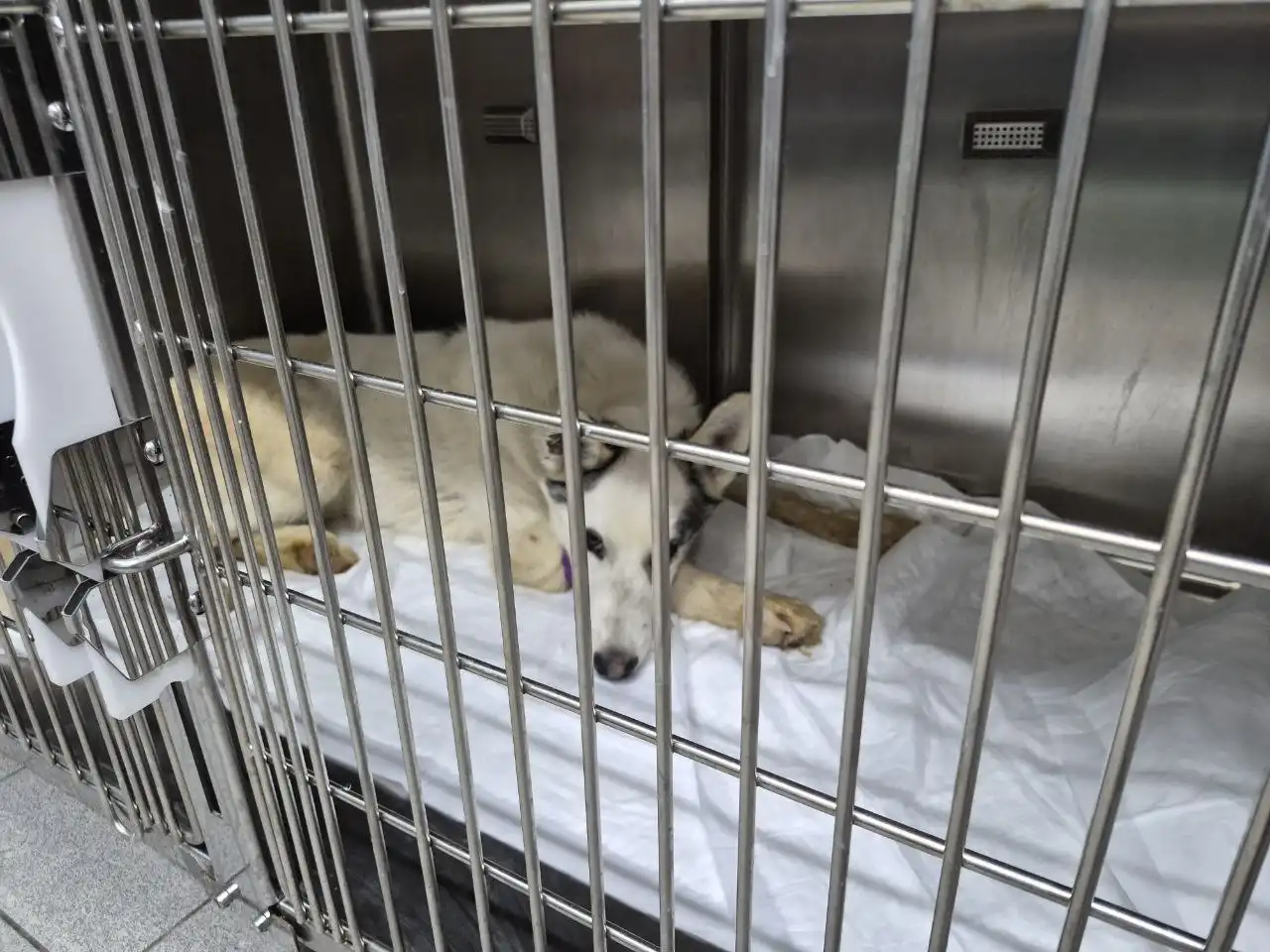 Срочно нужна помощь щенку лайки с парвовирусным энтеритом - Собаки (Животные) в Симферополь