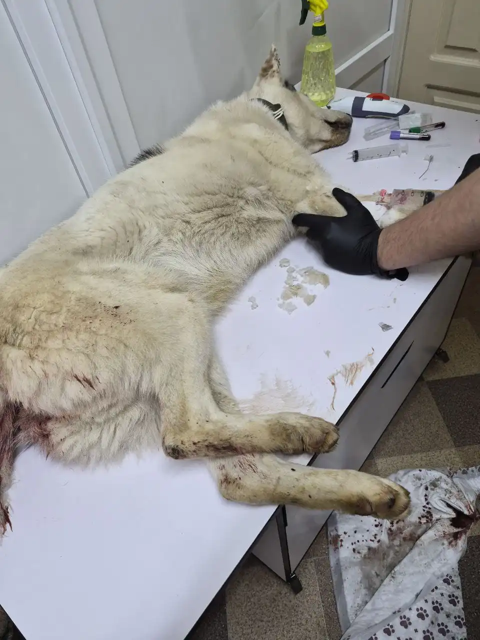 Срочно нужна помощь щенку лайки с парвовирусным энтеритом - Собаки (Животные) в Симферополь