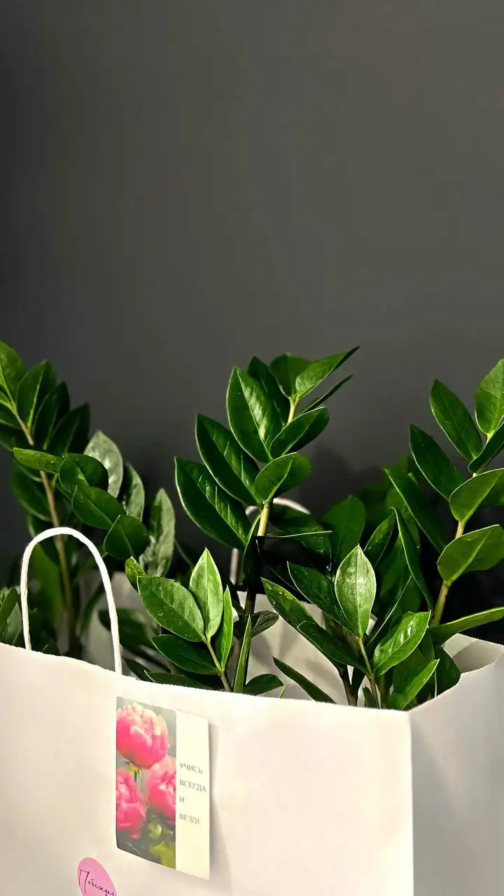 Консультации по уходу за растениями от Елены - Консультации по растениям (Услуги) в Симферополь