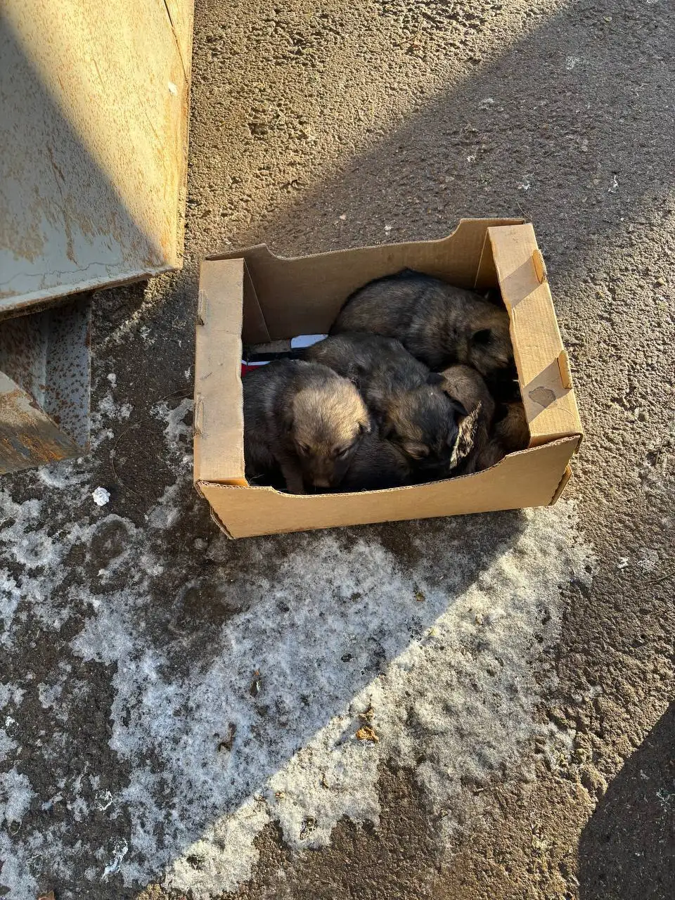 Щенок метис овчарки нуждается в спасении и заботе - Собаки (Животные) в Симферополь