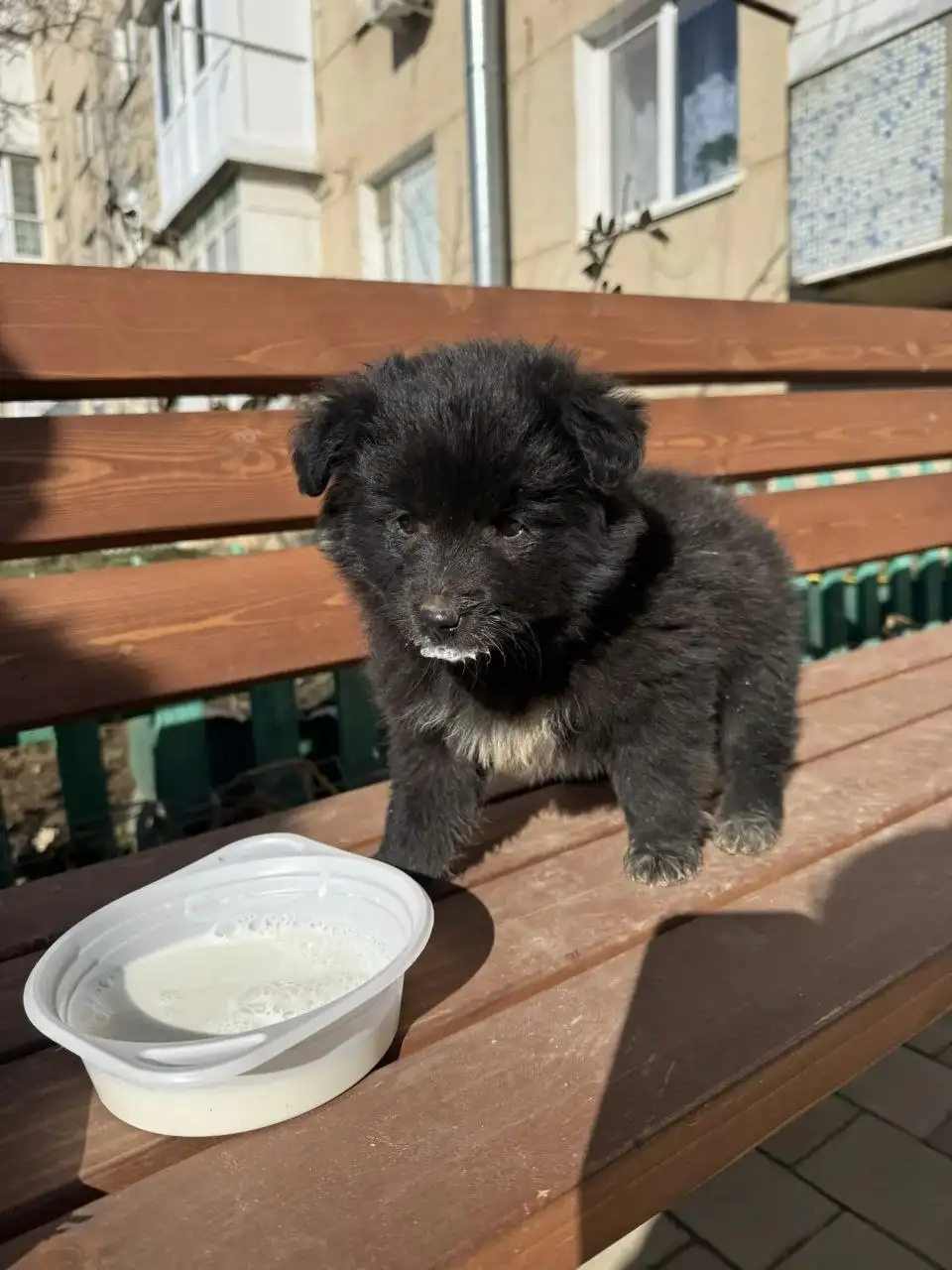 Передержка кошки в Симферополе - Передержка (Животные) в Симферополь