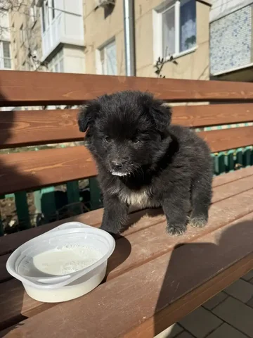 Передержка кошки в Симферополе - Животные в Симферополь