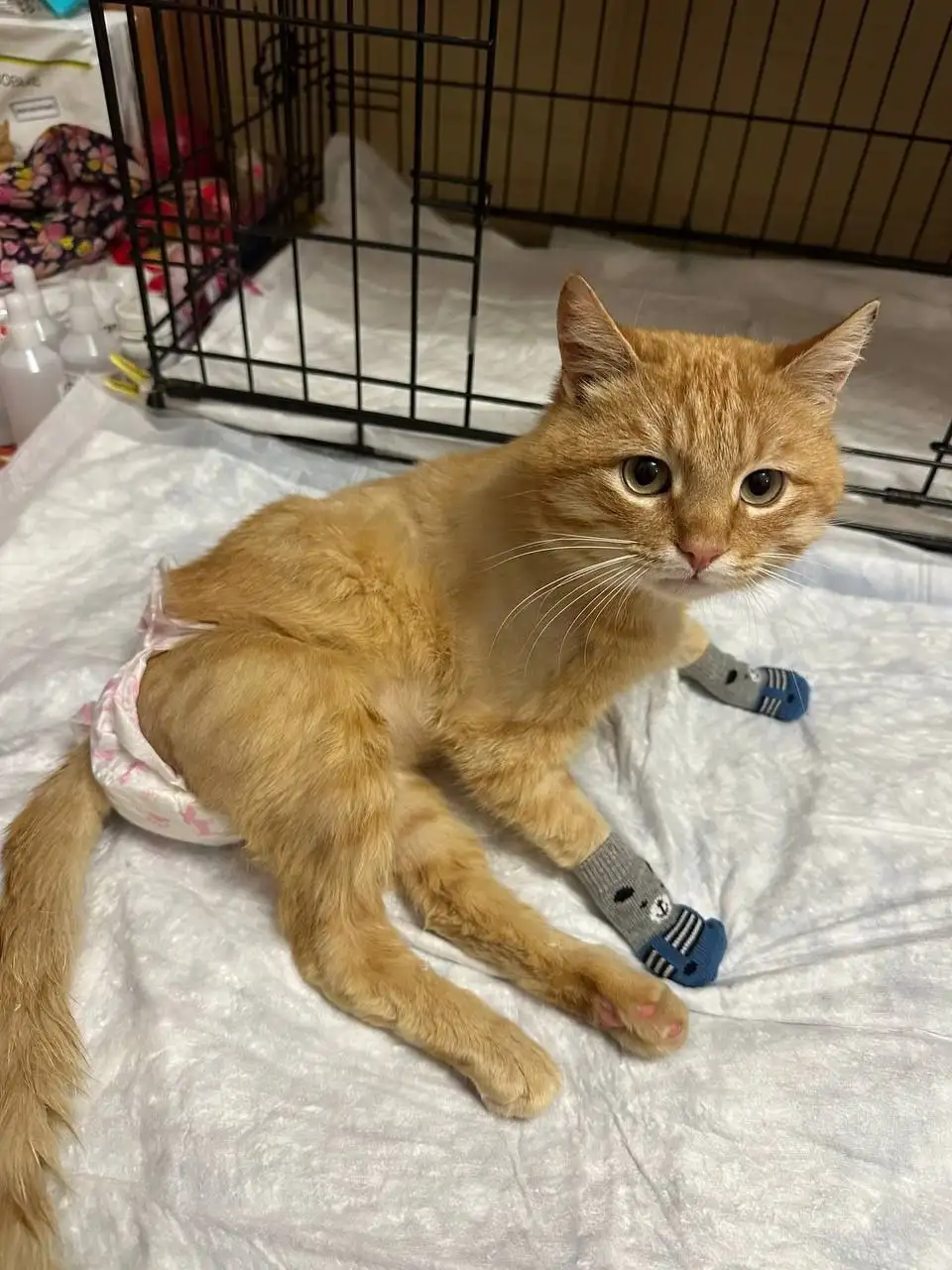 Помощь бездомному коту Рыжулику на лечение и содержание - Животные в Симферополь