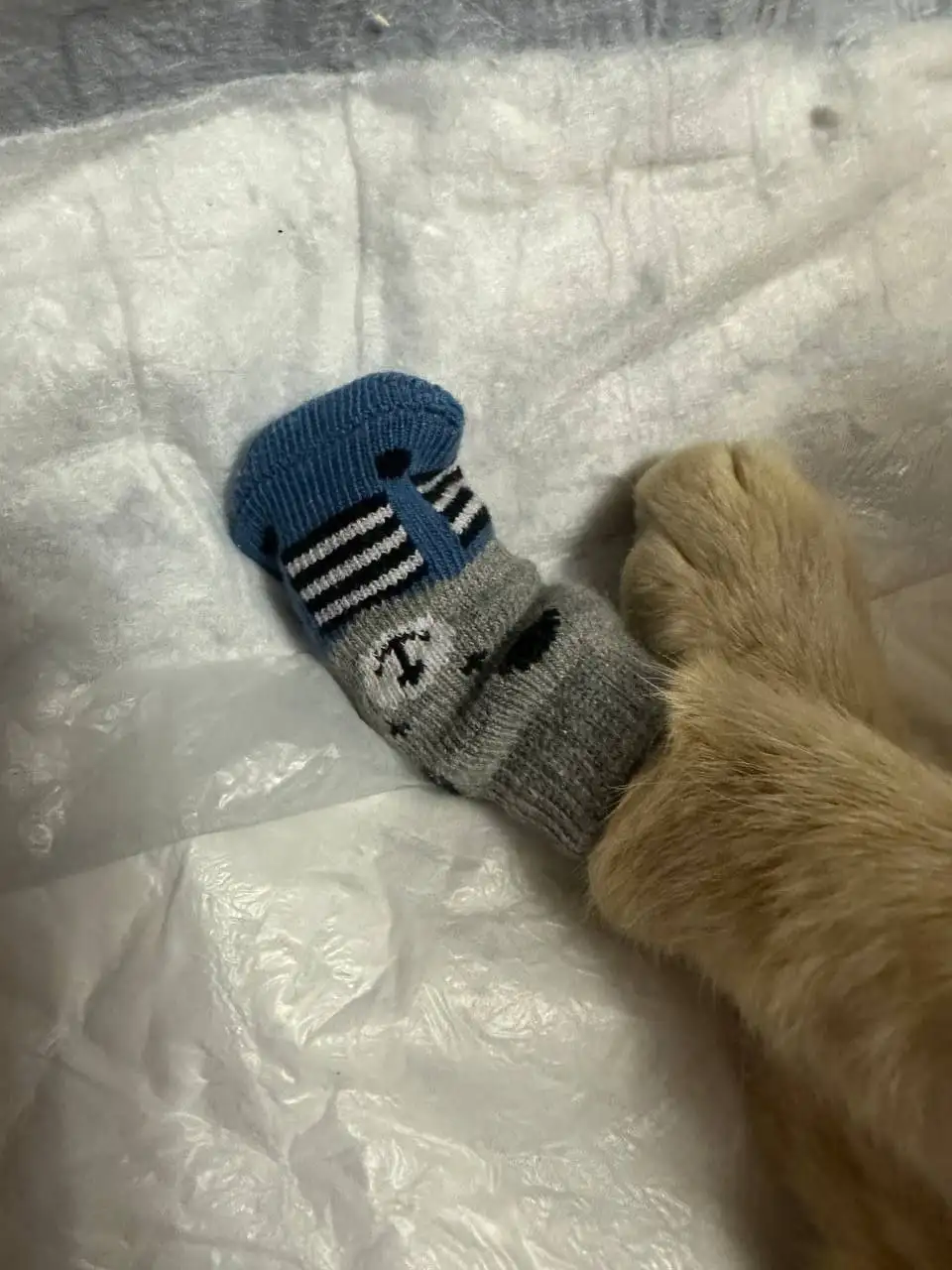 Помощь бездомному коту Рыжулику на лечение и содержание - Животные в Симферополь