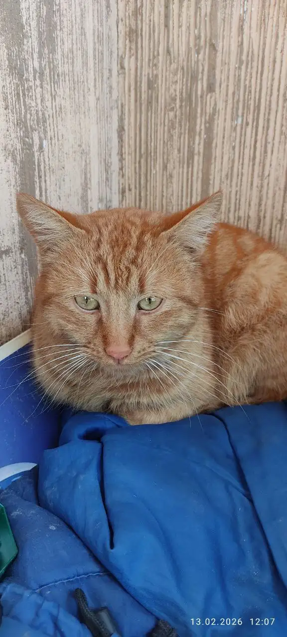 Молодой рыжий кот ищет дом - Кошки (Животные) в Симферополь