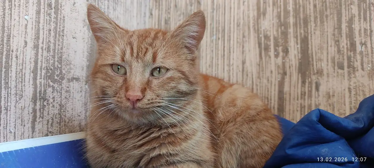 Молодой рыжий кот ищет дом - Кошки (Животные) в Симферополь