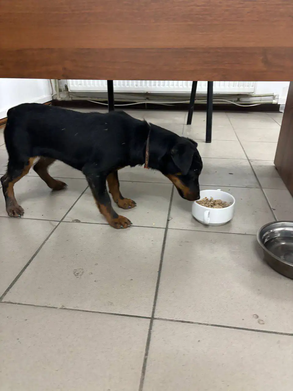 Найдена собака на заправке ТЭС при выезде из Симферополя - Собаки (Животные) в Симферополь