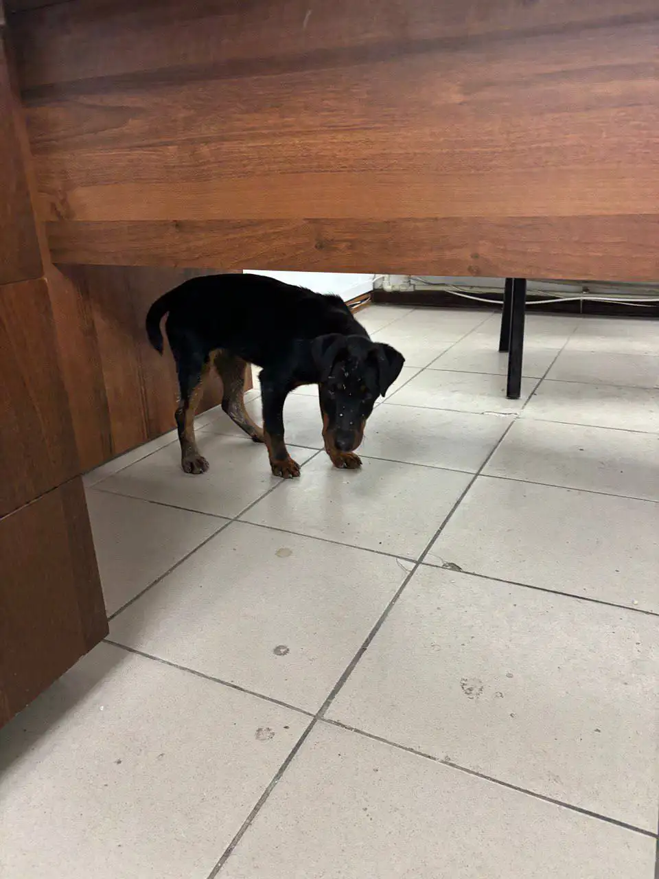 Найдена собака на заправке ТЭС при выезде из Симферополя - Собаки (Животные) в Симферополь