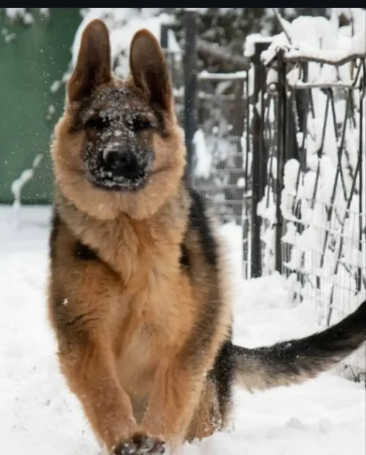 Потерялась немецкая овчарка Феня в Симферополе - Животные в Симферополь