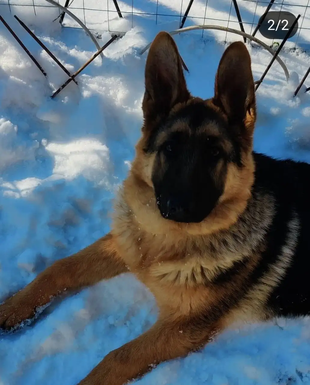 Потерялась немецкая овчарка Феня в Симферополе - Потерянные животные (Животные) в Симферополь
