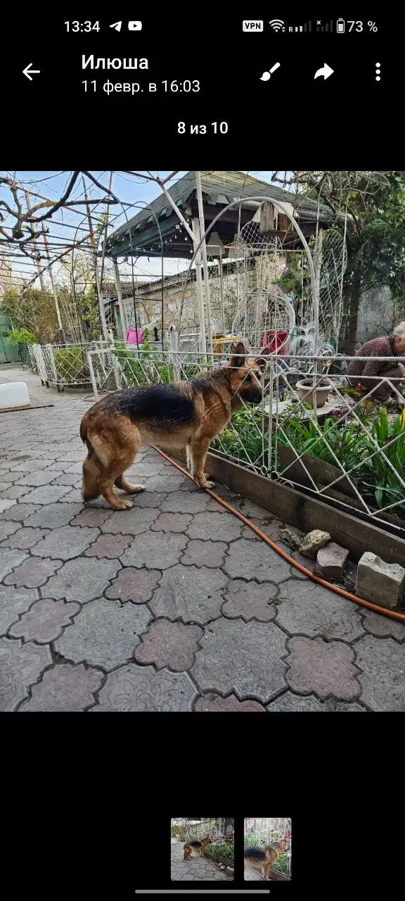 Потерялась немецкая овчарка Феня в Симферополе - Потерянные животные (Животные) в Симферополь