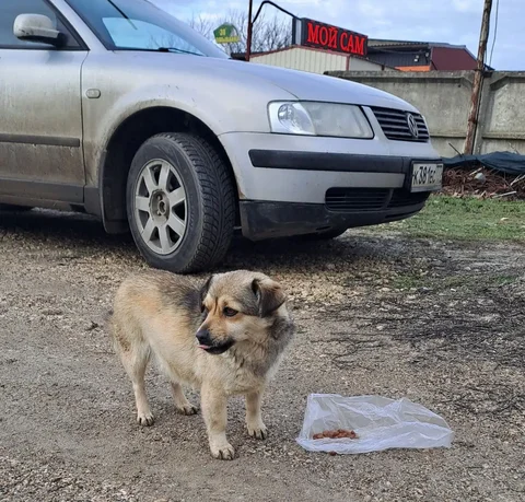 Ищет дом котенок на автомойке в Симферополе - Животные в Симферополь