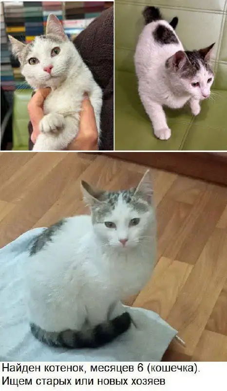 Найдена молодая кошка в Симферополе - Кошки (Животные) в Симферополь