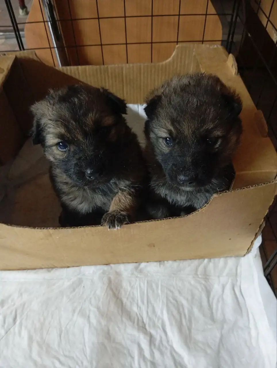 Котята ищут дом в Симферополе - Кошки (Животные) в Симферополь