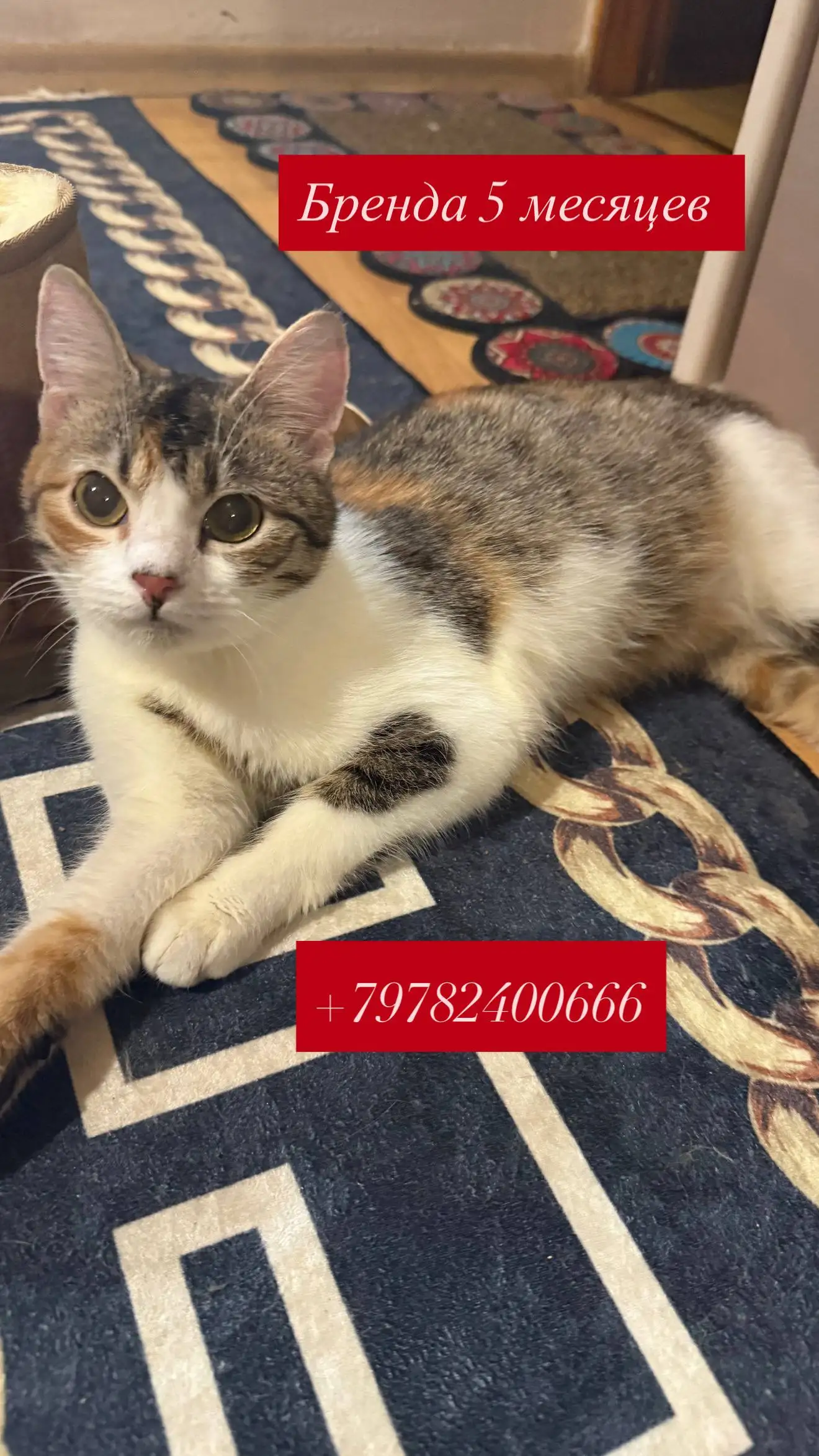 Поиск дома в Симферополе - Недвижимость в Симферополь