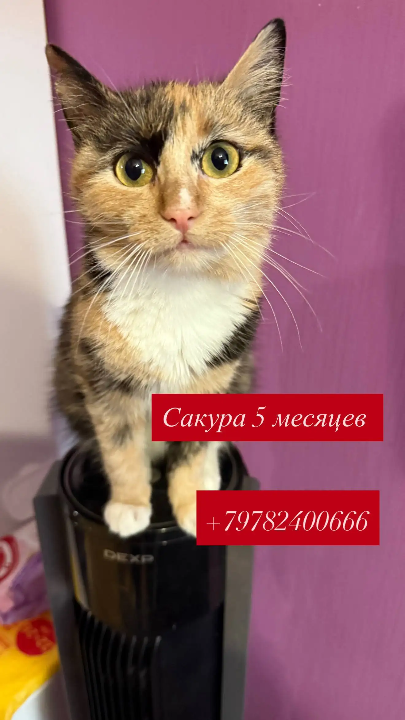 Поиск дома в Симферополе - Недвижимость в Симферополь