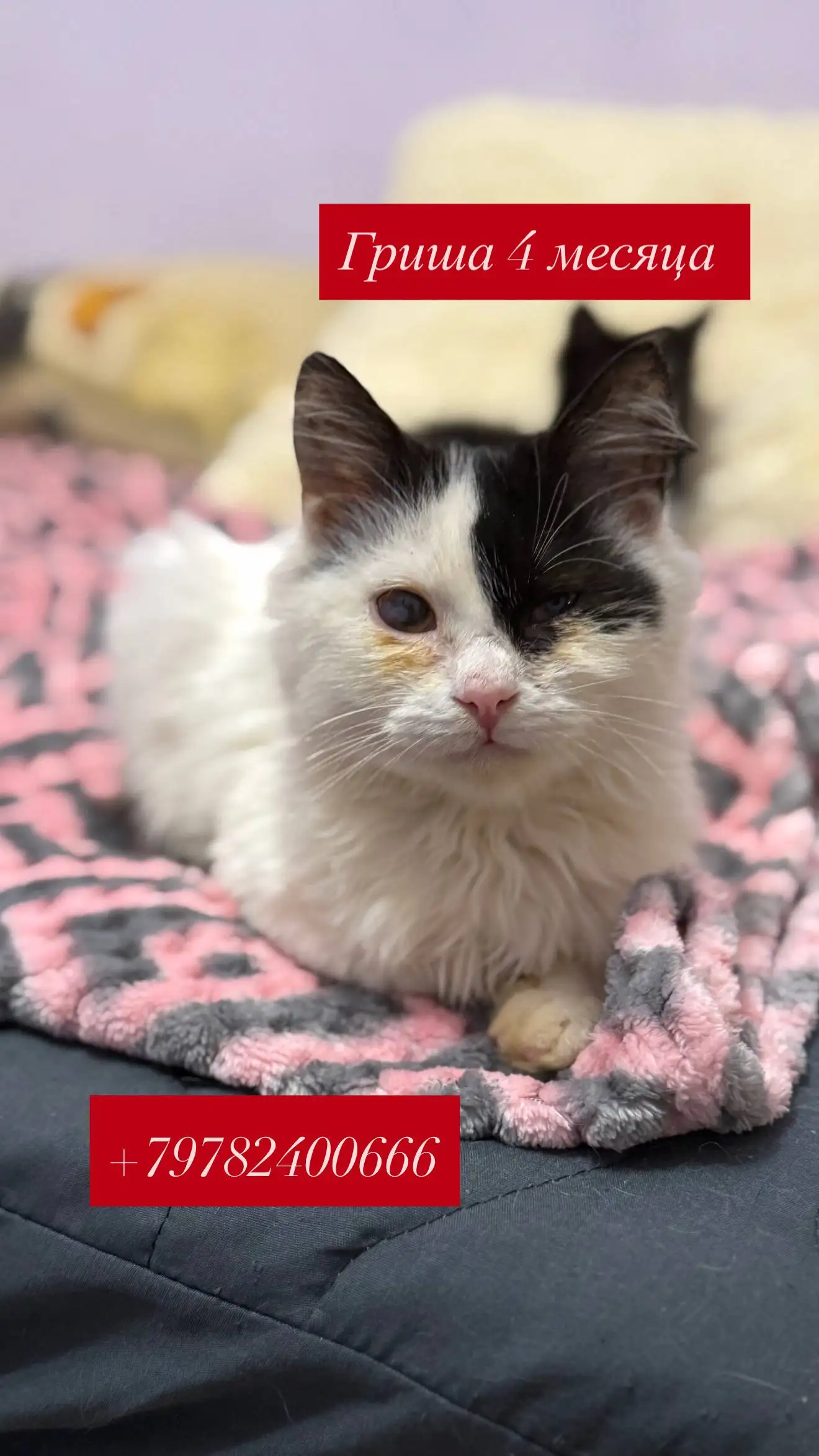 Поиск дома в Симферополе - Недвижимость в Симферополь