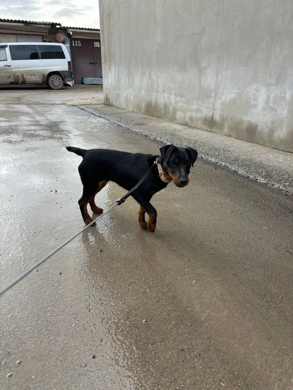 Щенок ягд-терьера найден в Симферополе - Собаки (Животные) в Симферополь