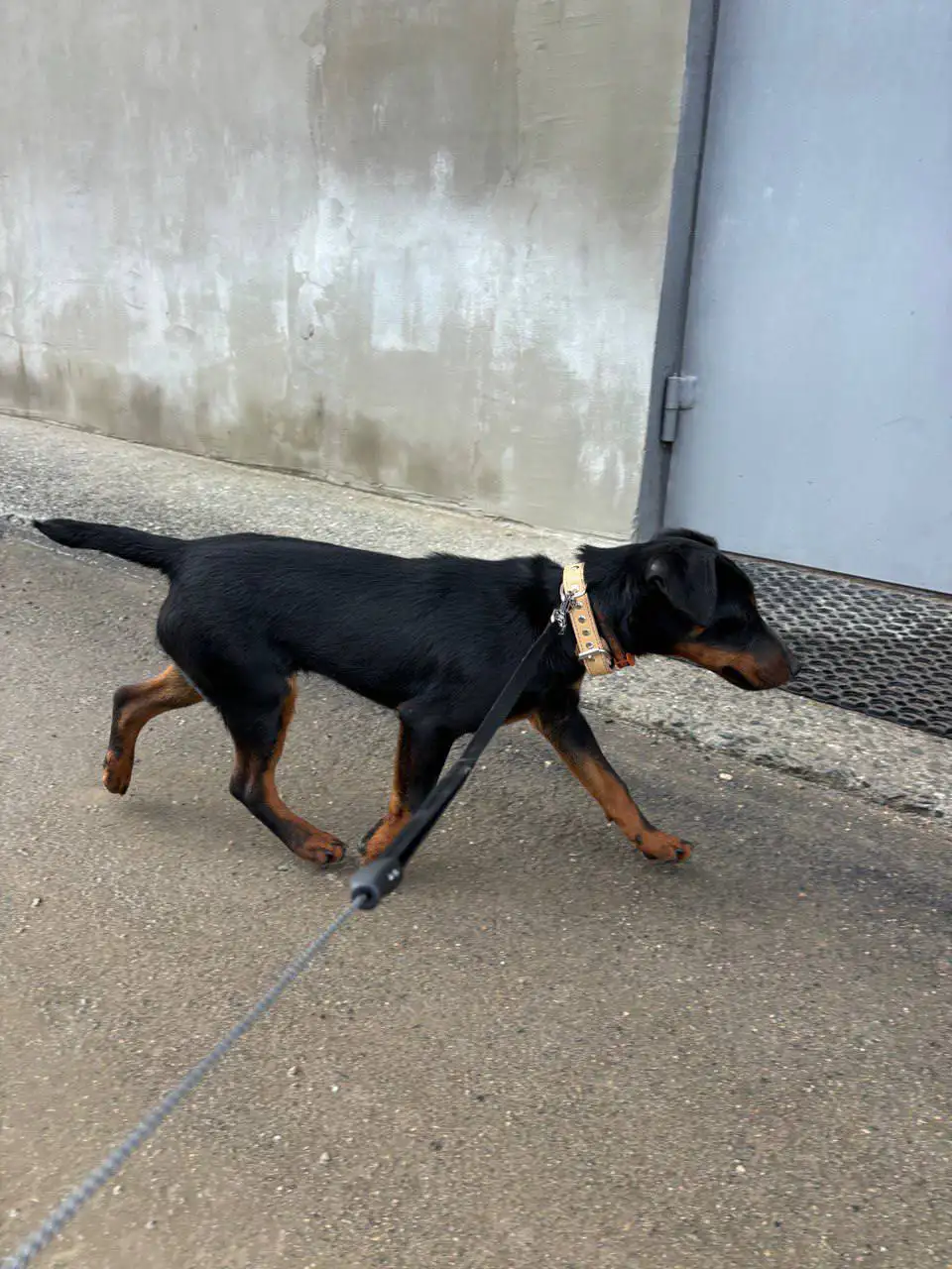 Щенок ягд-терьера найден в Симферополе - Собаки (Животные) в Симферополь