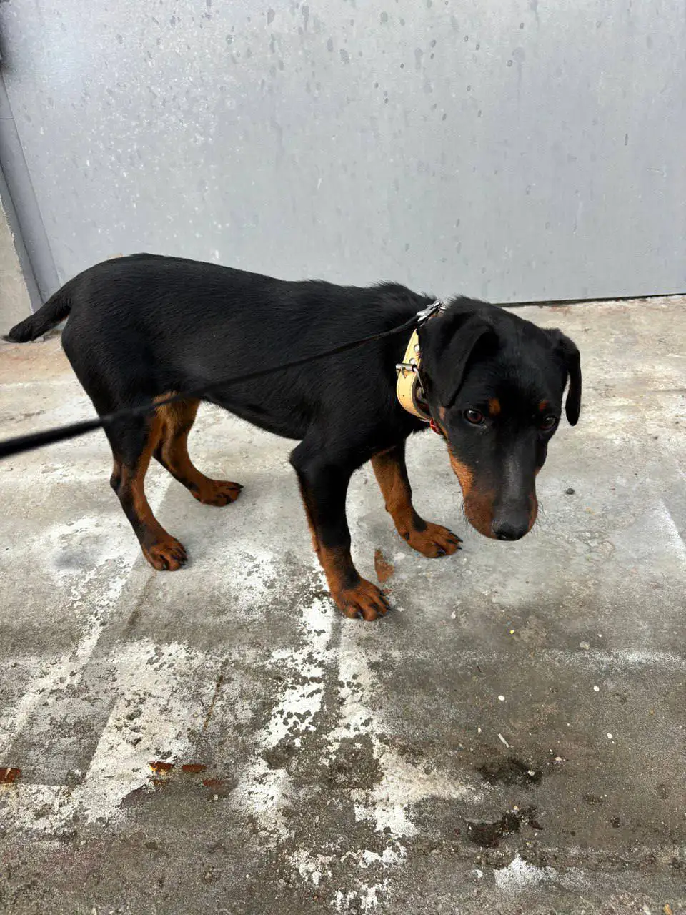 Щенок ягд-терьера найден в Симферополе - Собаки (Животные) в Симферополь