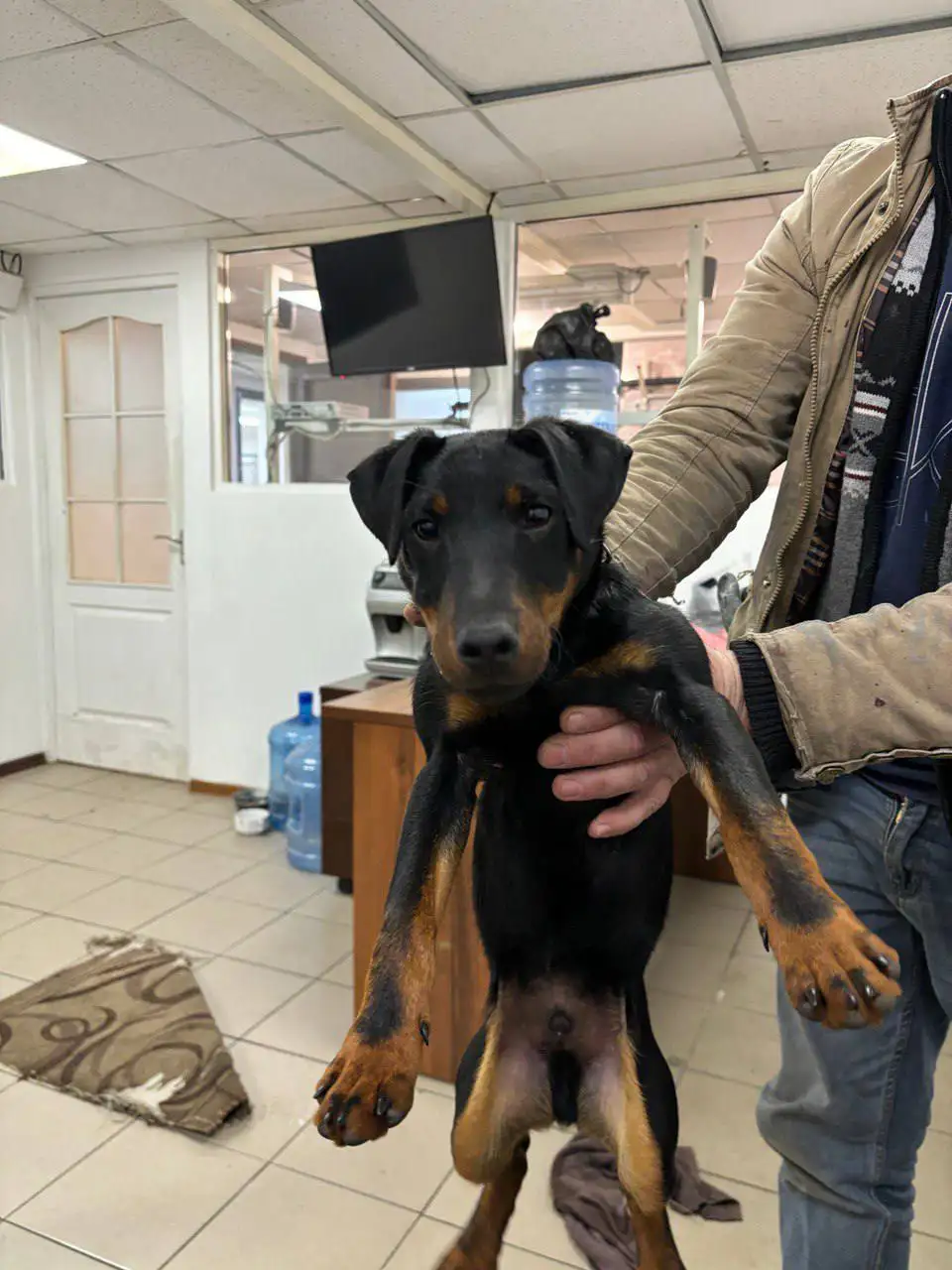 Щенок ягд-терьера найден в Симферополе - Собаки (Животные) в Симферополь