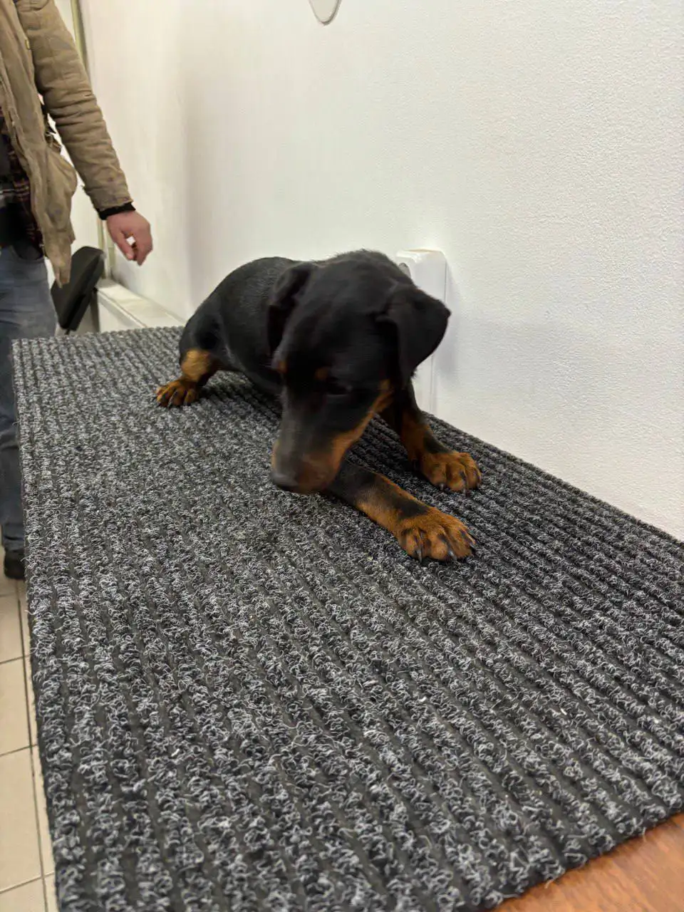 Щенок ягд-терьера найден в Симферополе - Собаки (Животные) в Симферополь