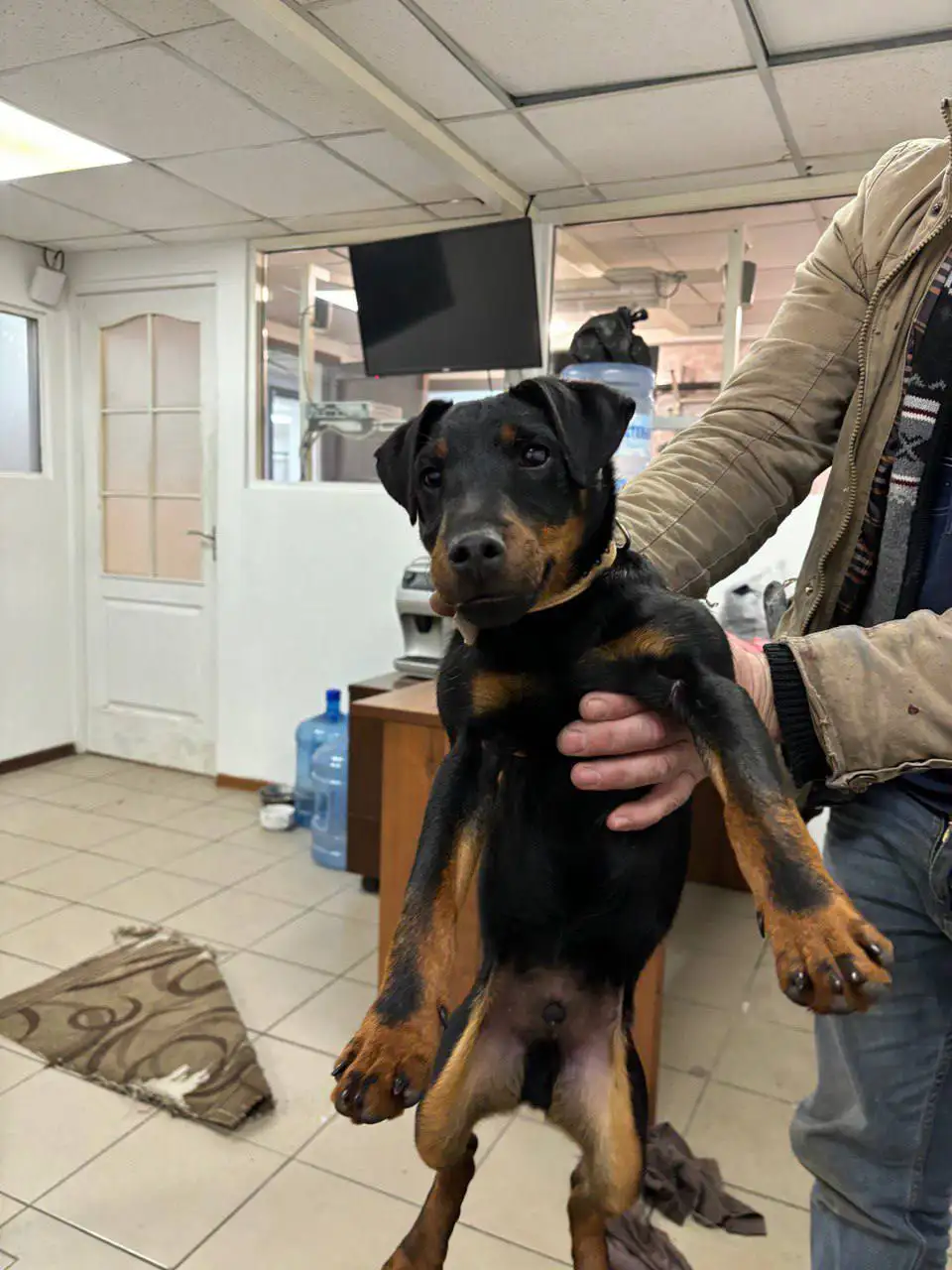 Щенок ягд-терьера найден в Симферополе - Собаки (Животные) в Симферополь