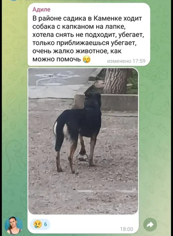 Срочно нужна помощь собаке в Каменке - Животные в Симферополь