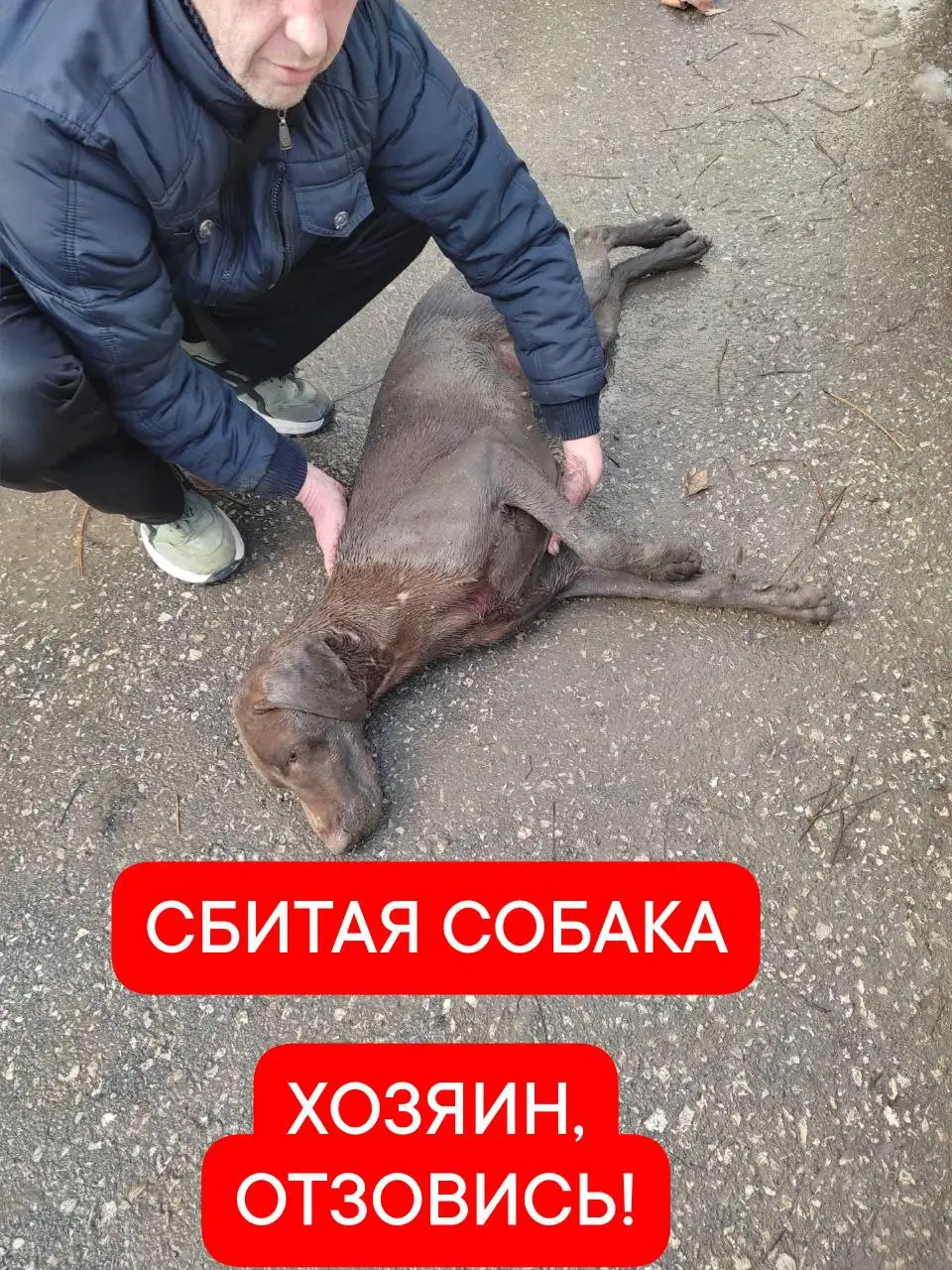 Найдена сбитая собака в Симферополе - Животные в Симферополь