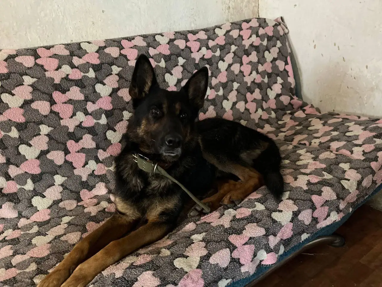 Найдена немецкая овчарка в Симферополе - Собаки (Животные) в Симферополь