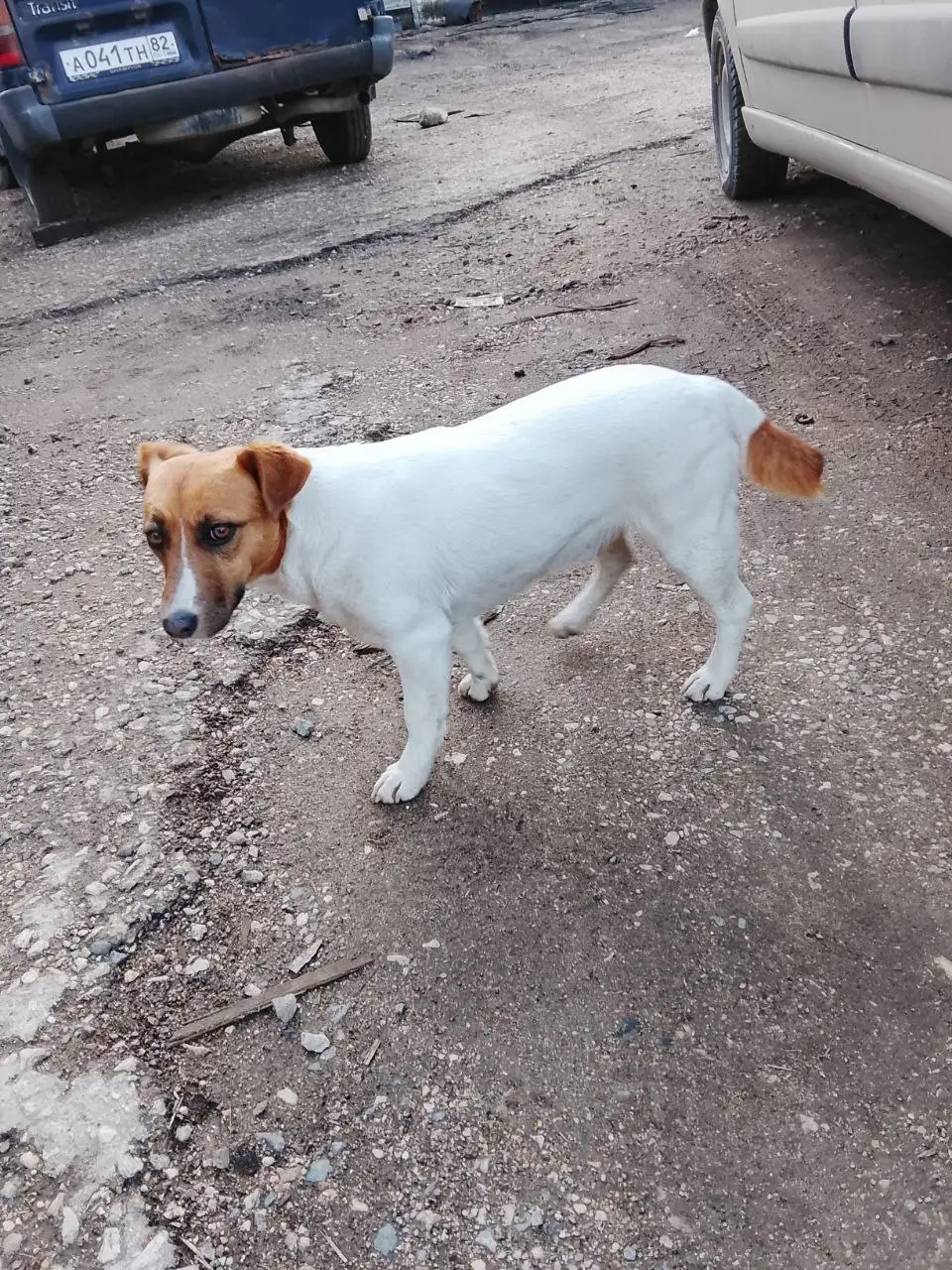 Розыск хозяев для собаки породы Джек рассел терьер в Симферопольском районе - Собаки (Животные) в Симферополь