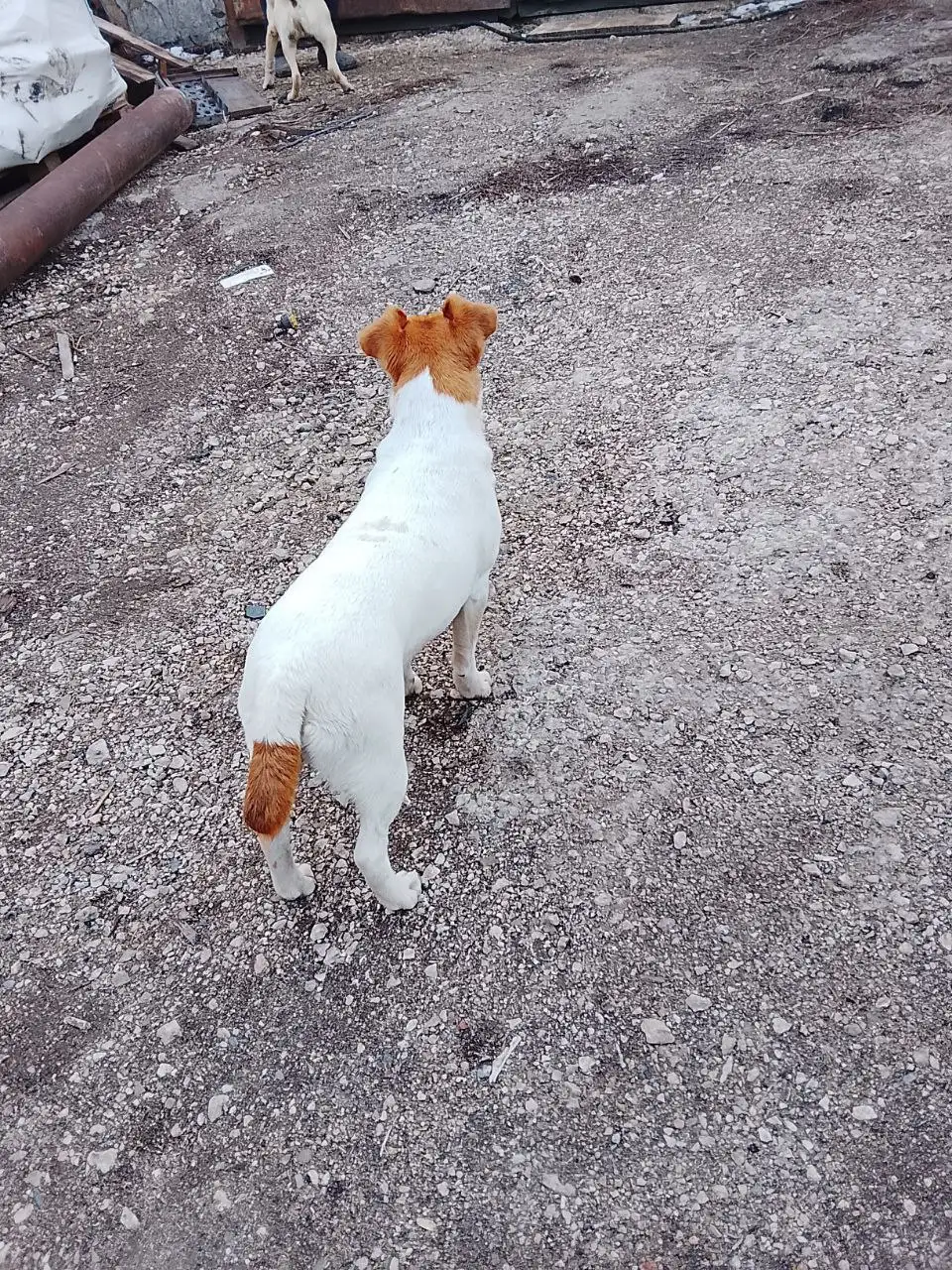 Розыск хозяев для собаки породы Джек рассел терьер в Симферопольском районе - Собаки (Животные) в Симферополь