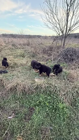 Помощь волонтерам для семьи с 4 детьми - частное объявление в Симферополь