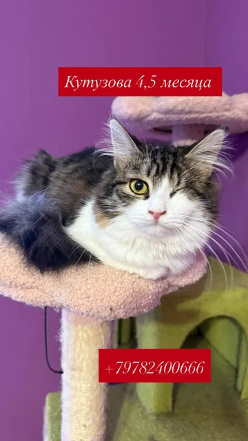 Кошки ищут дом в Симферополе - частное объявление в Симферополь