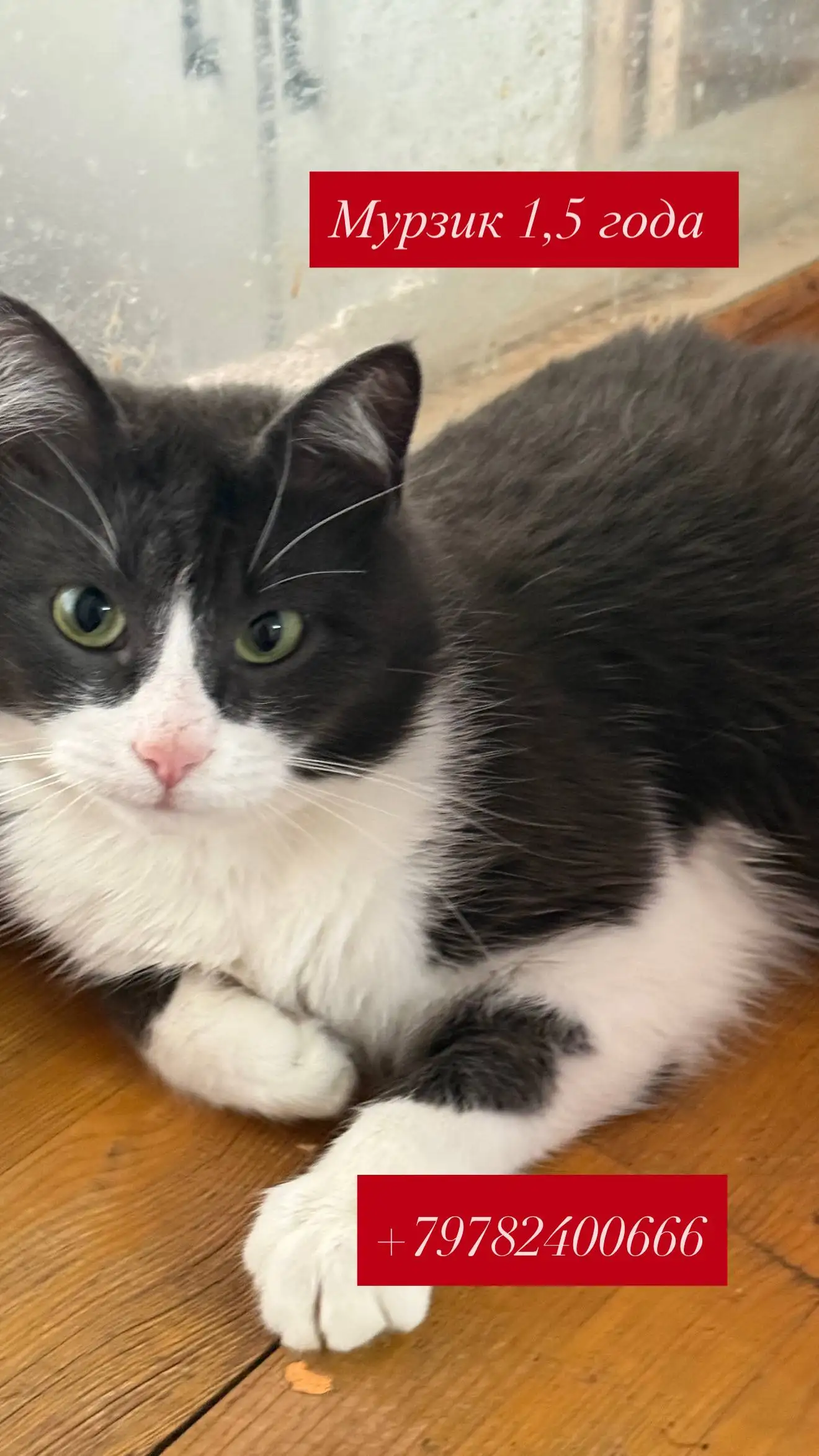 Кошки ищут дом в Симферополе - Кошки (Животные) в Симферополь