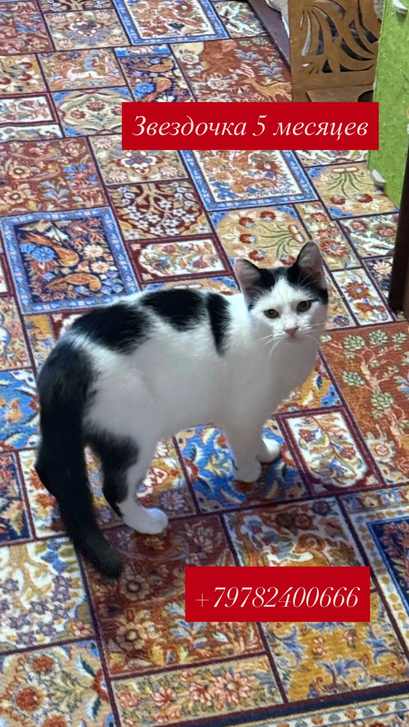 Кошки ищут дом в Симферополе - Кошки (Животные) в Симферополь