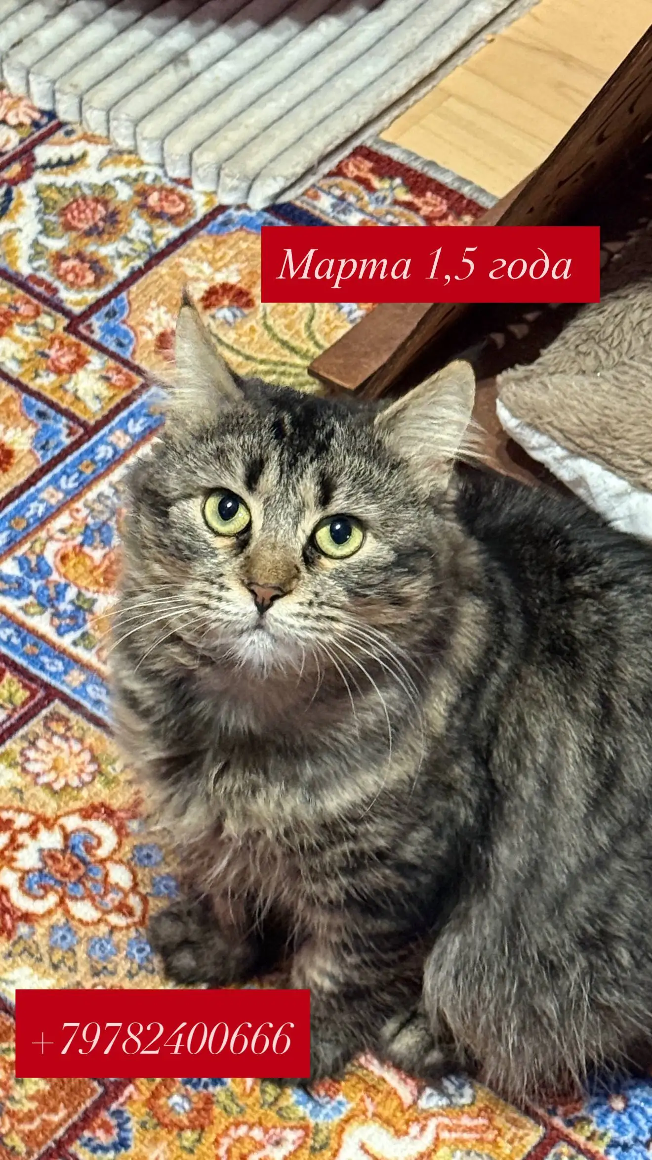 Кошки ищут дом в Симферополе - Кошки (Животные) в Симферополь