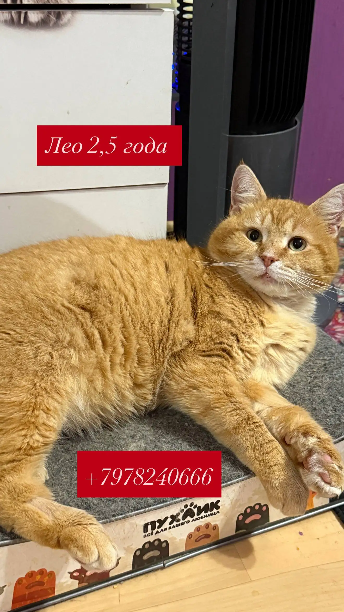 Кошки ищут дом в Симферополе - Кошки (Животные) в Симферополь