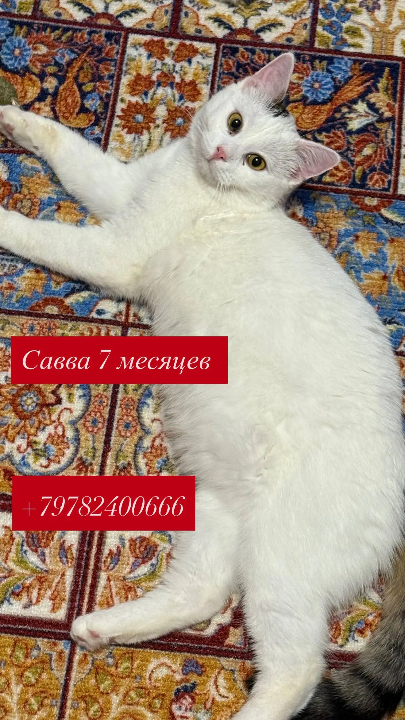 Кошки ищут дом в Симферополе - Кошки (Животные) в Симферополь