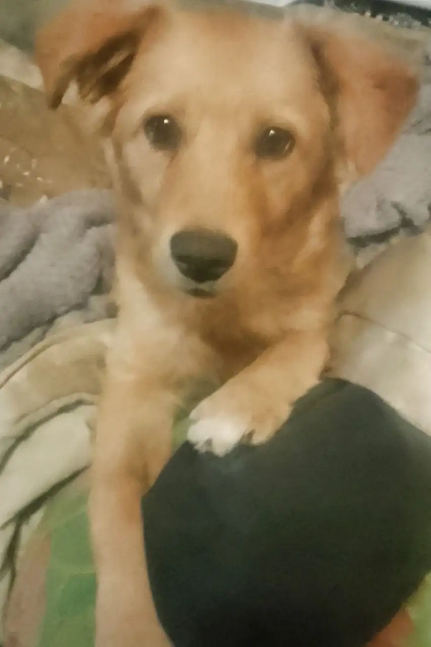 Пропал пёс Рэкс в Симферополе - Потерянные животные (Животные) в Симферополь