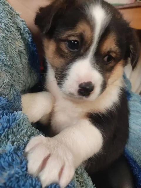 Спасённые щенки от отлова ищут семью - Собаки в Джанкой