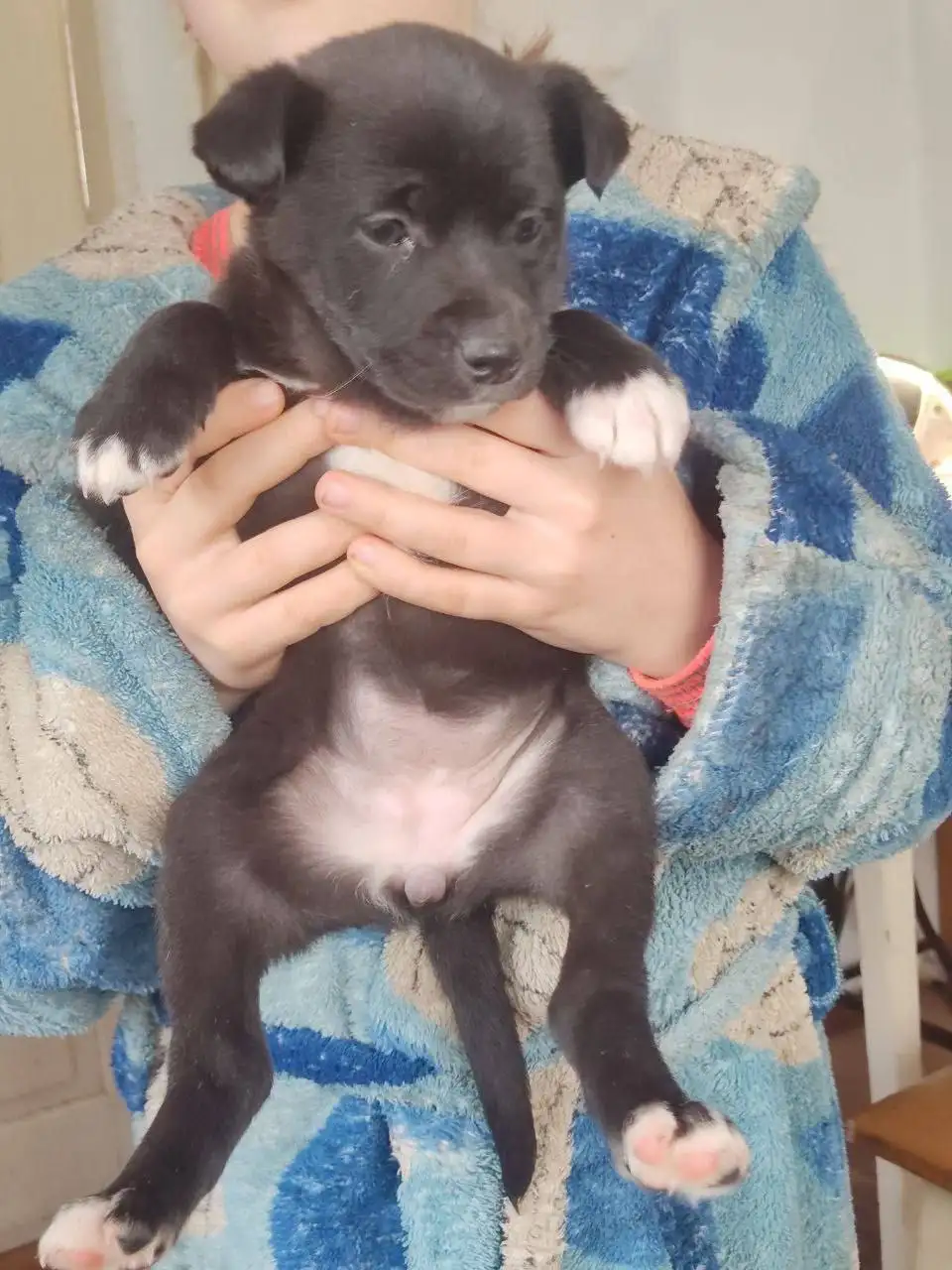 Спасённые щенки от отлова ищут семью - Собаки (Животные) в Джанкой