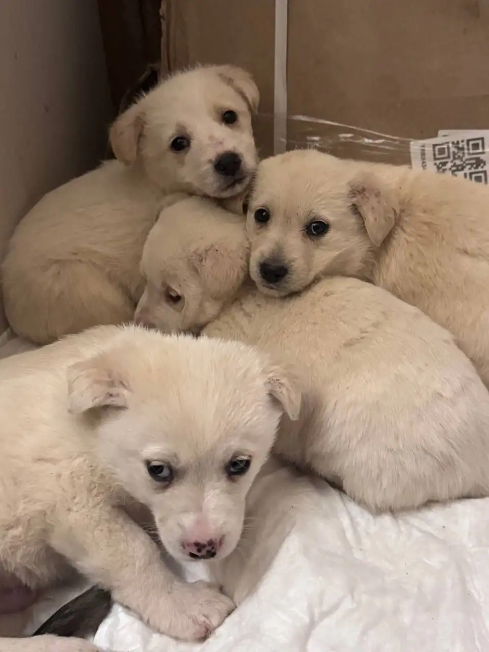 Спасённые щенки от отлова ищут семью - Собаки (Животные) в Джанкой