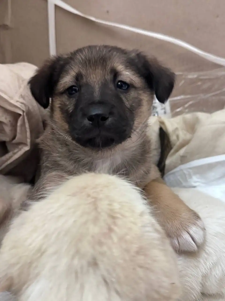 Спасённые щенки от отлова ищут семью - Собаки (Животные) в Джанкой