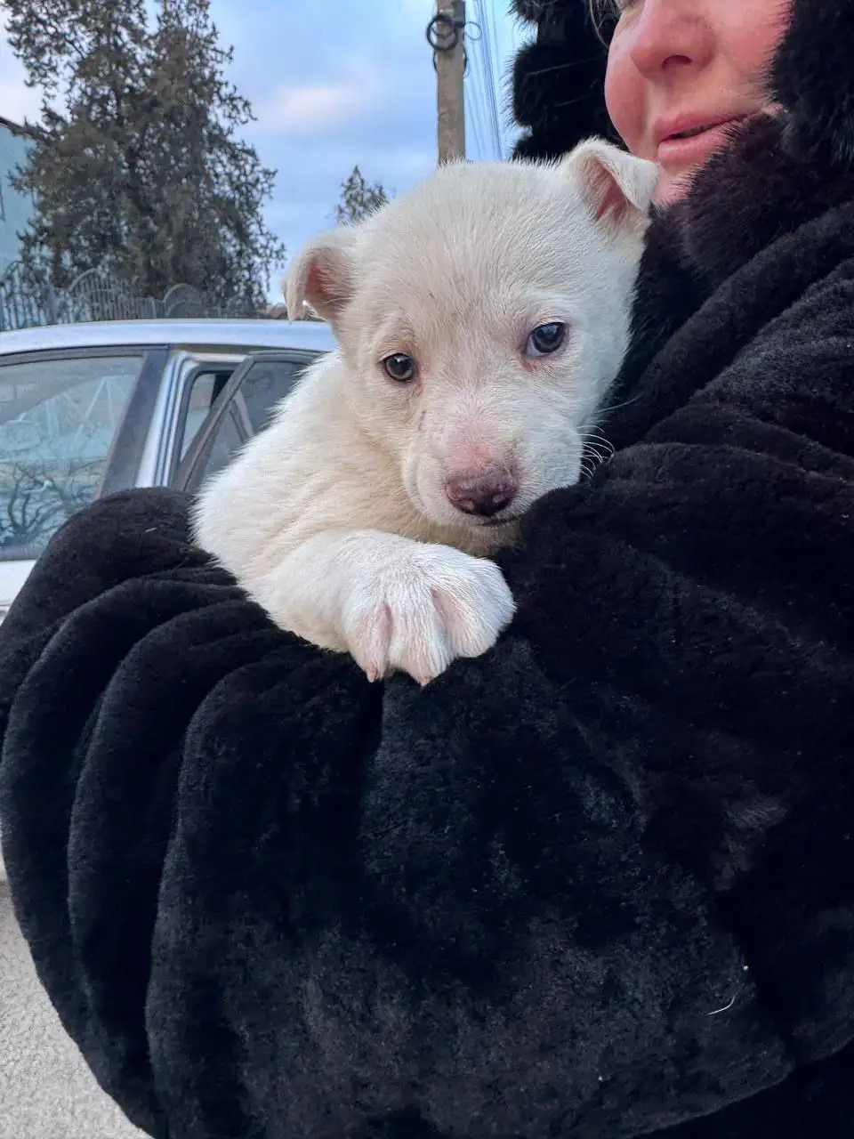 Спасённые щенки от отлова ищут семью - Собаки (Животные) в Джанкой