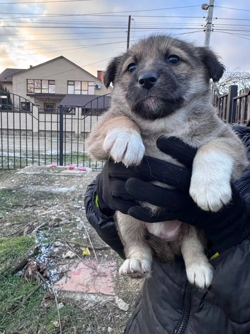 Спасённые щенки от отлова ищут семью - Собаки (Животные) в Джанкой