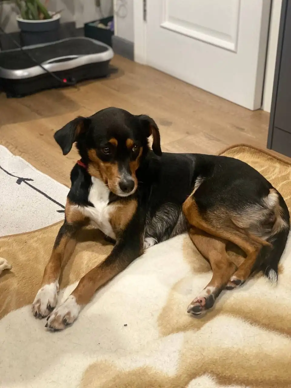 Срочно нужна помощь в приобретении лекарства Винкристин для лечения собаки - Лекарства для животных (Животные) в Симферополь