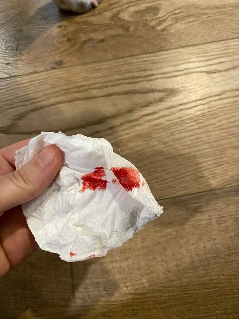 Срочно нужна помощь в приобретении лекарства Винкристин для лечения собаки - Лекарства для животных (Животные) в Симферополь