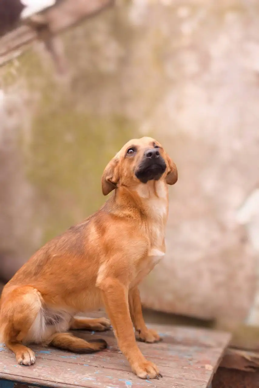Майк-Пиратик ищет семью - Собаки (Животные) в Джанкой