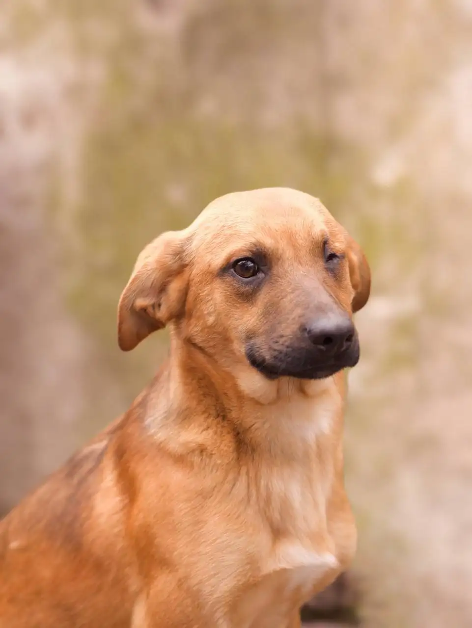 Майк-Пиратик ищет семью - Собаки (Животные) в Джанкой